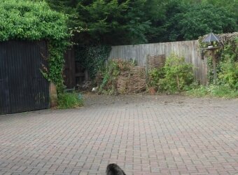 Gardening 1